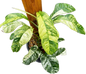 Rhaphidophora Puberupa Variegated Set of 10 Plants