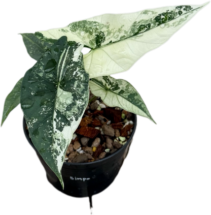 Alocasia Simpo Variegated