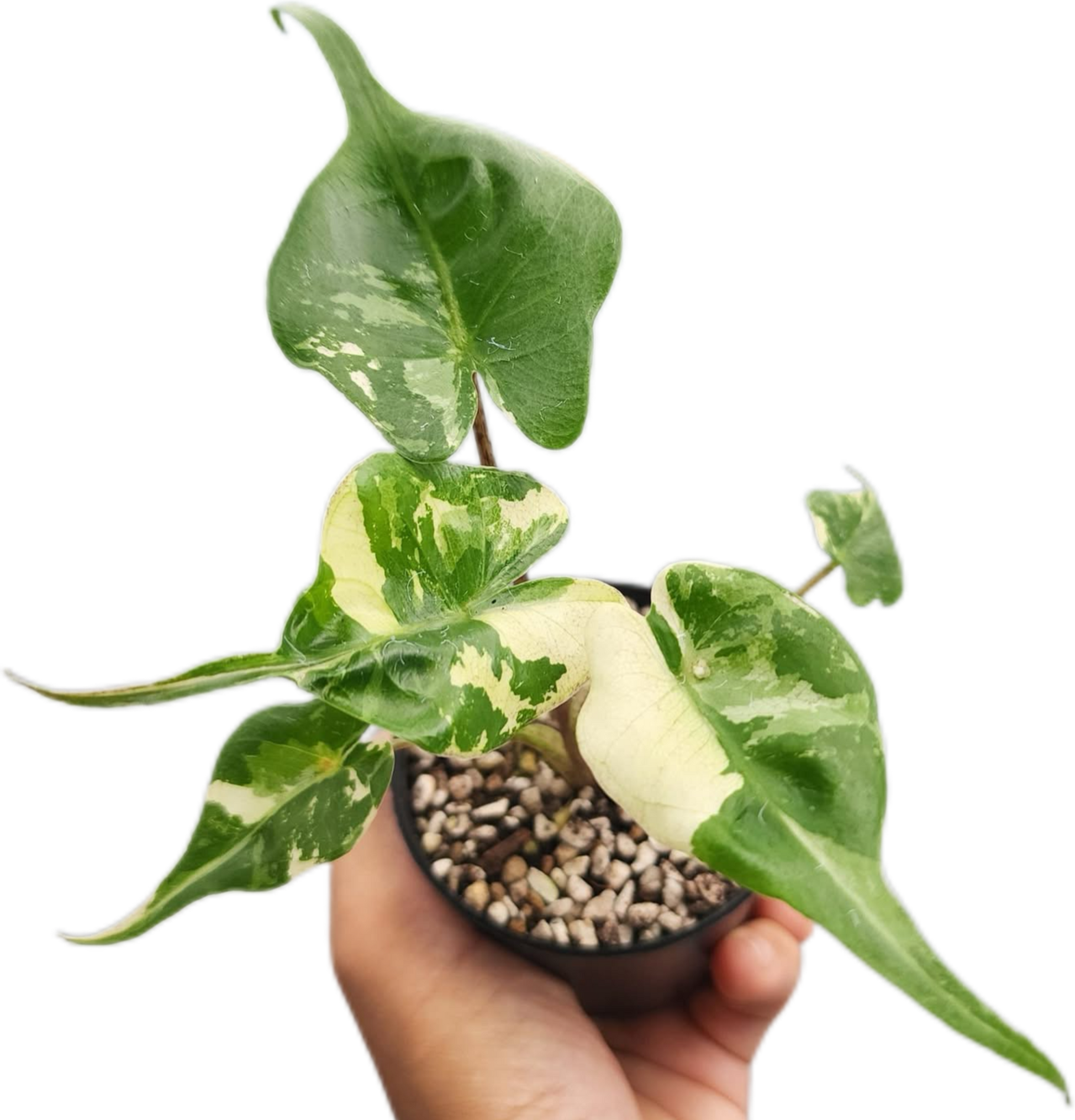 Alocasia Stingray Albo Variegated