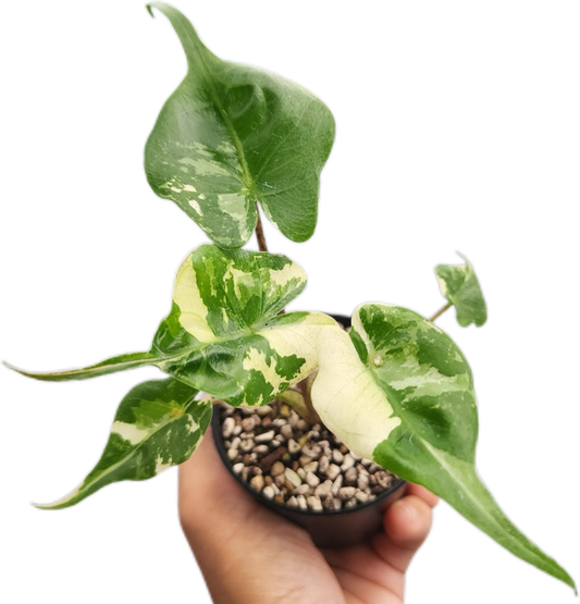 Alocasia Stingray Albo Variegated