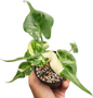 Alocasia Stingray Albo Variegated
