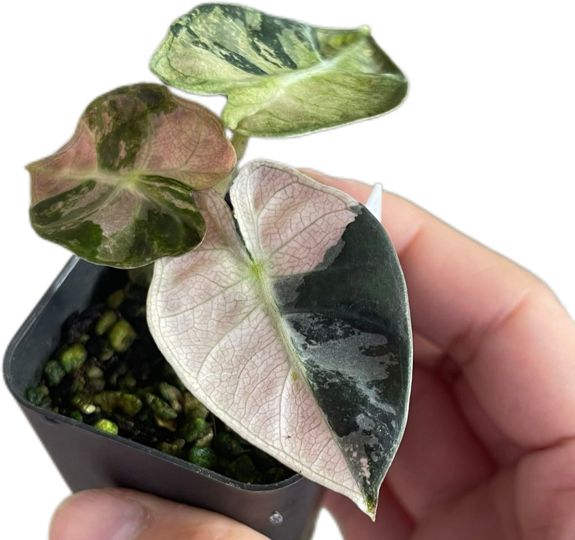 Buy Alocasia Heart Balloon Pink Variegated | Thailand Export Buy Alocasia Heart Balloon Pink Variegated | Thailand Export