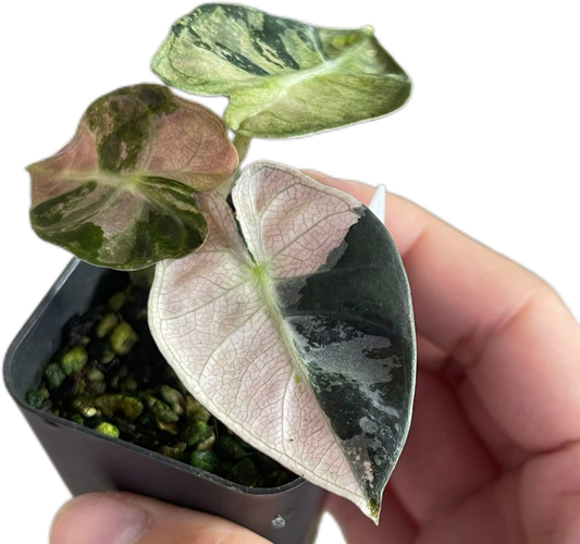 Alocasia Heart Balloon Pink Variegated