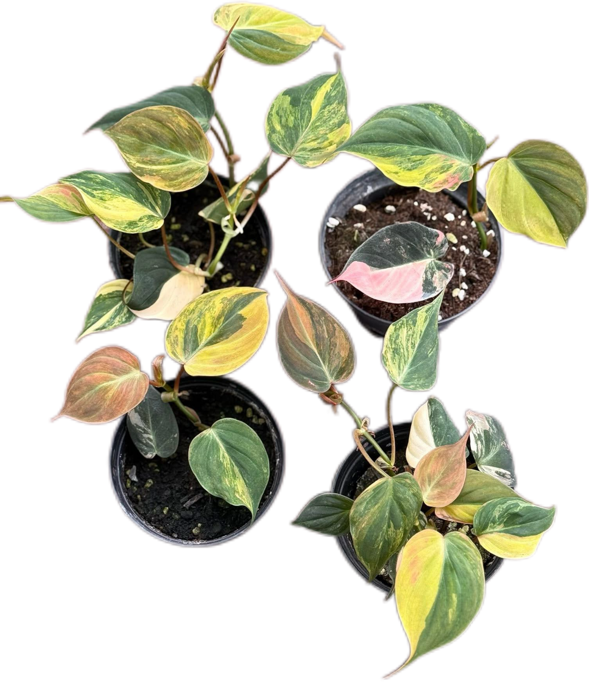 Philodendron Micans Variegated Set of 10 plants