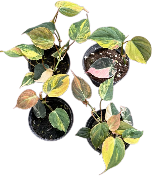 Philodendron Micans Variegated Set of 10 plants
