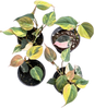 Philodendron Micans Variegated Set of 10 plants