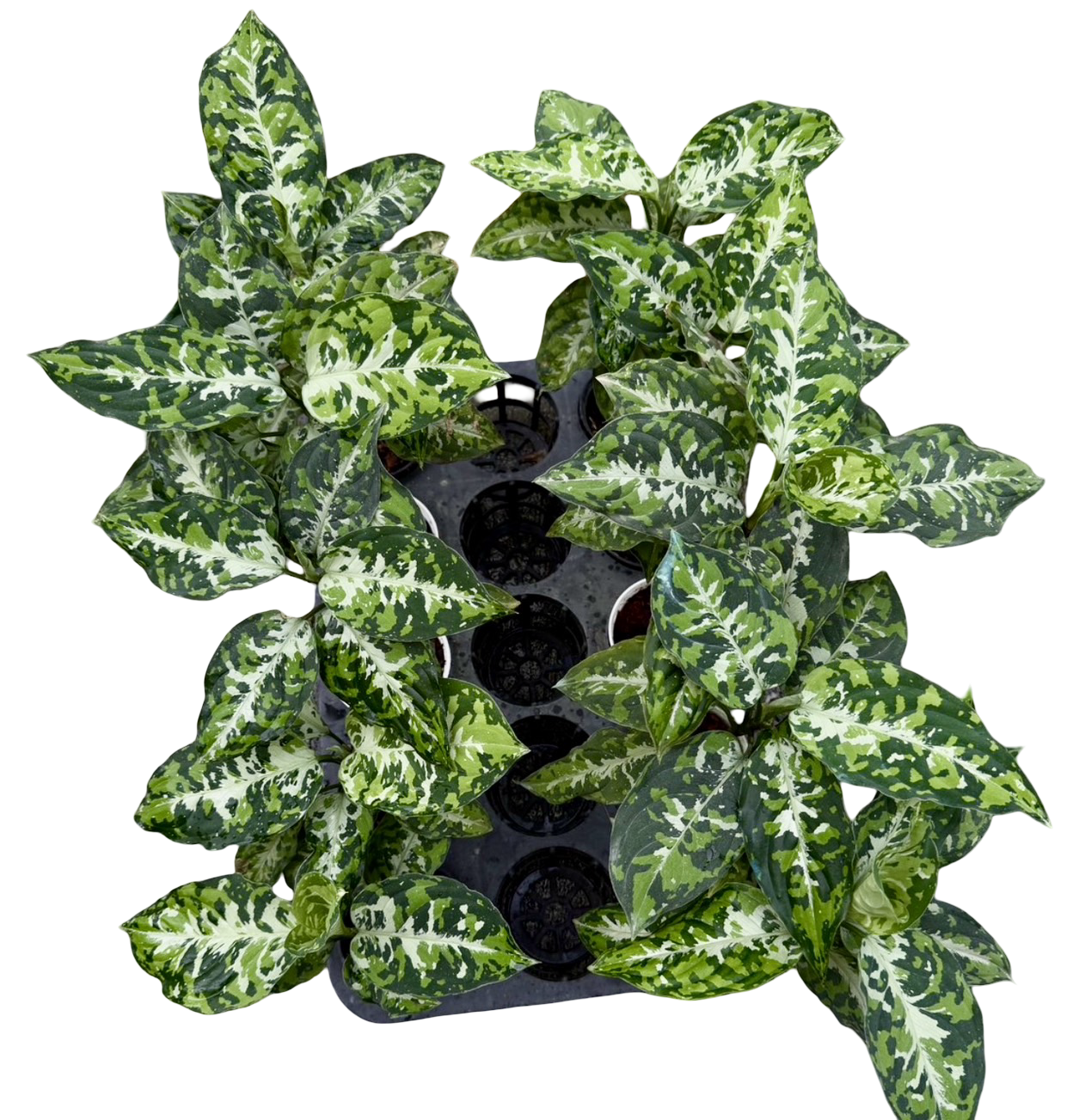 Aglaonema “Pictum Tricolor” – Wholesale Set of 10 Plants