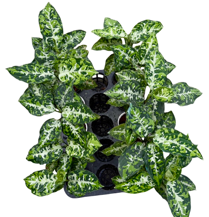 Aglaonema “Pictum Tricolor” – Wholesale Set of 10 Plants