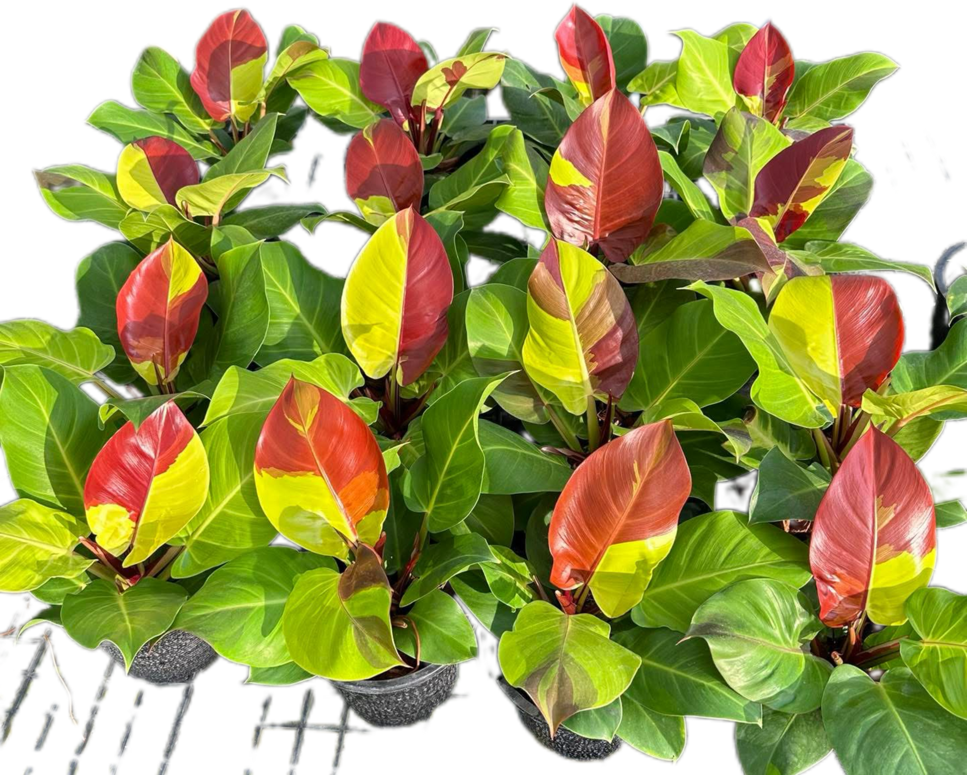 Philodendron Yellow Frame Red Moon Set of 5 Plants