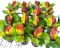 Philodendron Yellow Frame Red Moon Set of 5 Plants