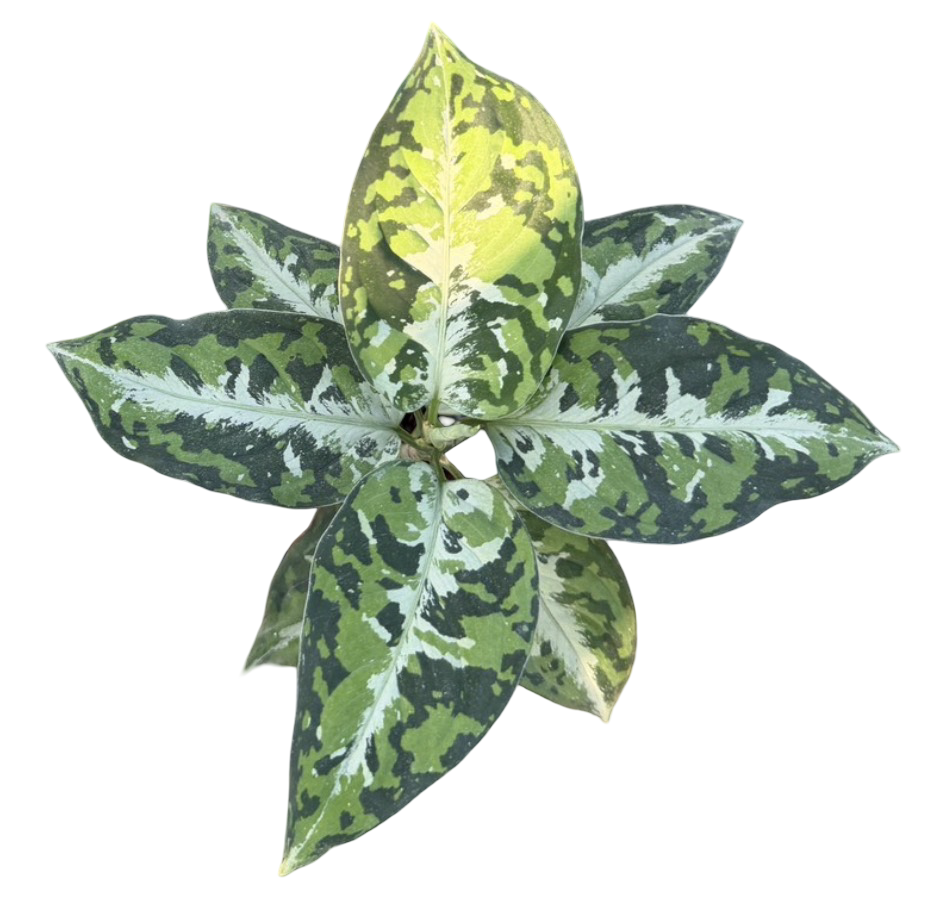 Aglaonema “Pictum Tricolor” – Wholesale Set of 10 Plants