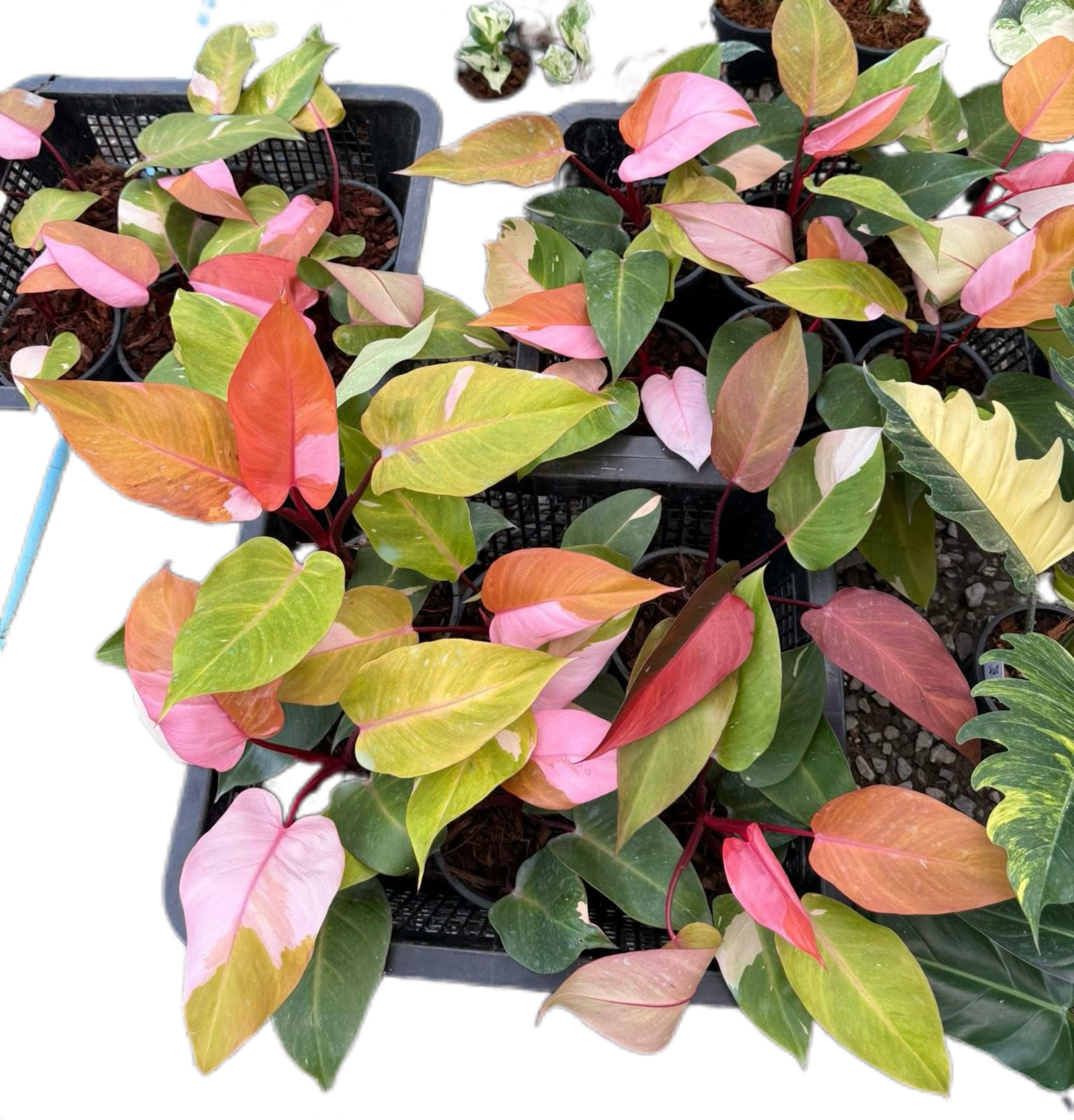 Buy Philodendron Persimmon Princess | Thailand Export