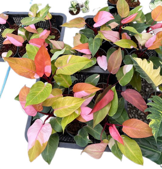 Philodendron Persimmon Princess