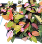 Philodendron Persimmon Princess