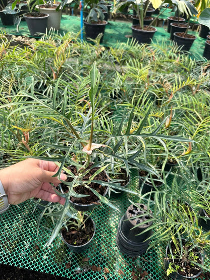 Philodendron Tortum Set of 10 plants