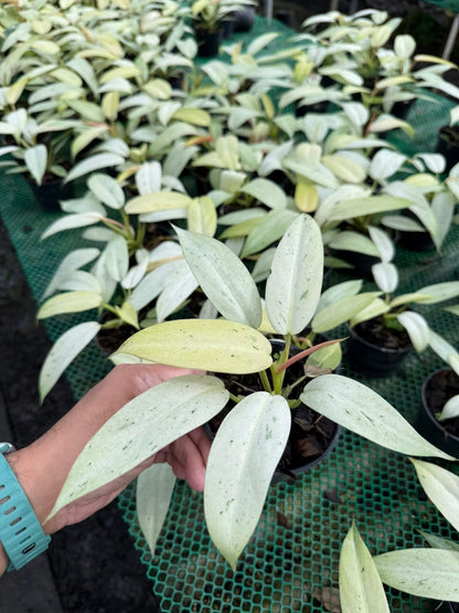 Philodendron Whipple Way Variegated (Set of 10 Plants)