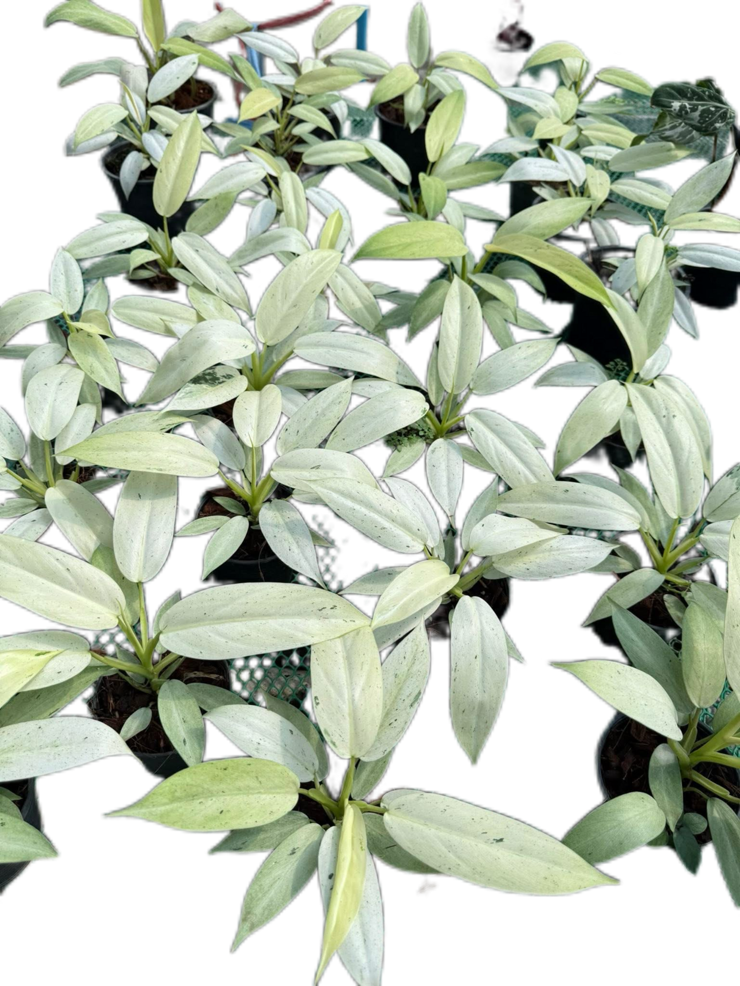 Philodendron Whipple Way Variegated (Set of 10 Plants)