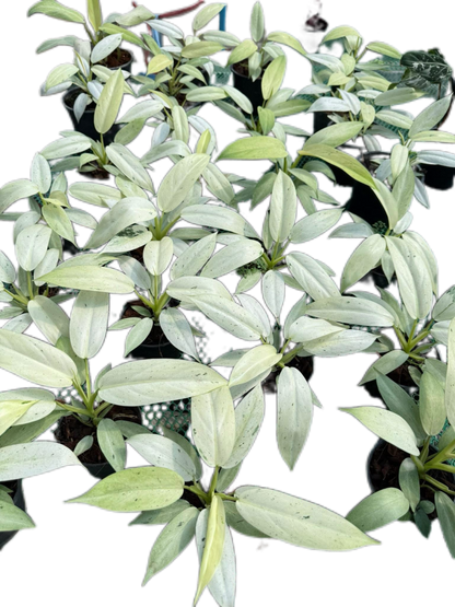 Philodendron Whipple Way Variegated (Set of 10 Plants)