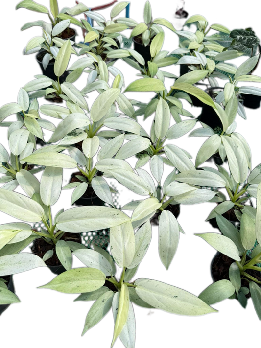 Philodendron Whipple Way Variegated (Set of 10 Plants)