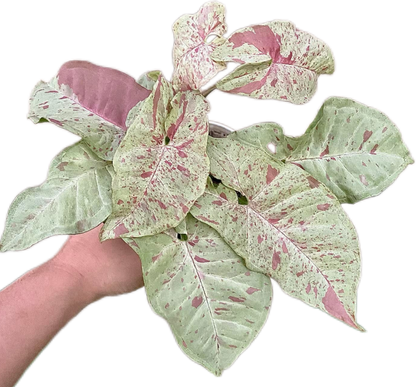 Syngonium Milk Confetti (Bundle Set of 10 Plants)