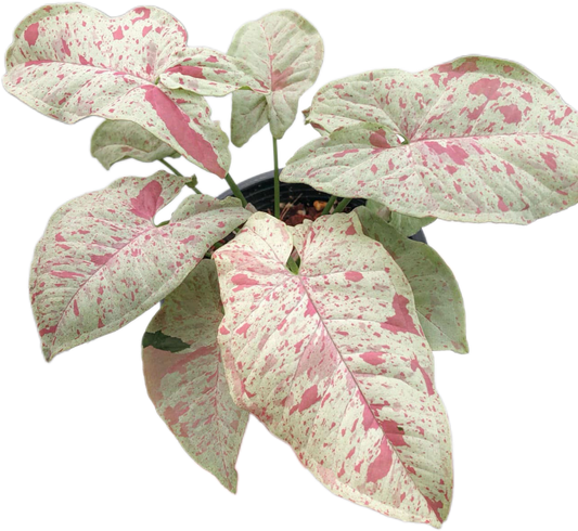 Syngonium Milk Confetti (Bundle Set of 10 Plants)