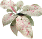 Syngonium Milk Confetti (Bundle Set of 10 Plants)