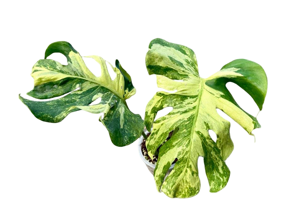Monstera Deliciosa “Indonesian Masterpiece” Variegated (Actual Plant)