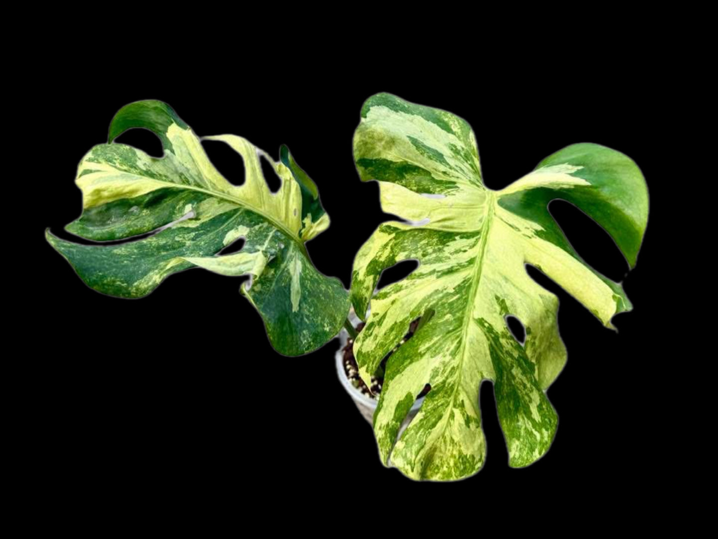 Monstera Deliciosa “Indonesian Masterpiece” Variegated (Actual Plant)