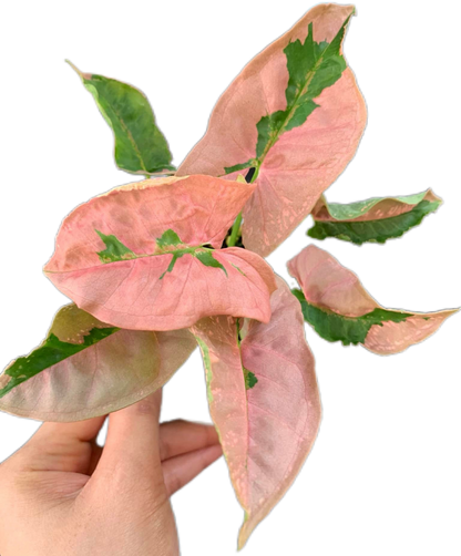 Syngonium Pink Lava (Bundle Set of 10 Plants)