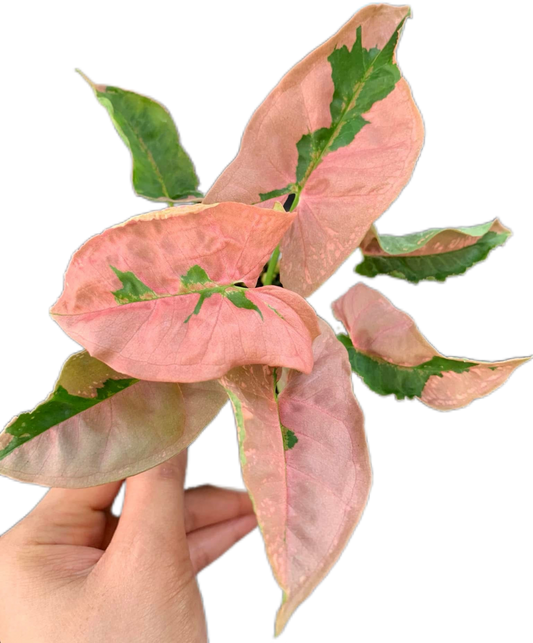 Syngonium Pink Lava (Bundle Set of 10 Plants)