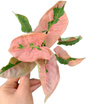 Syngonium Pink Lava (Bundle Set of 10 Plants)