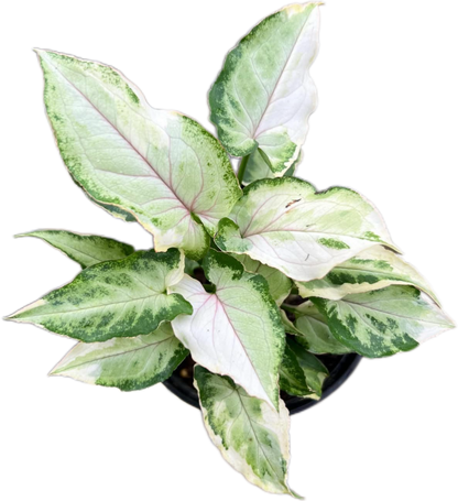 Syngonium White Princess Set of 10 Plants