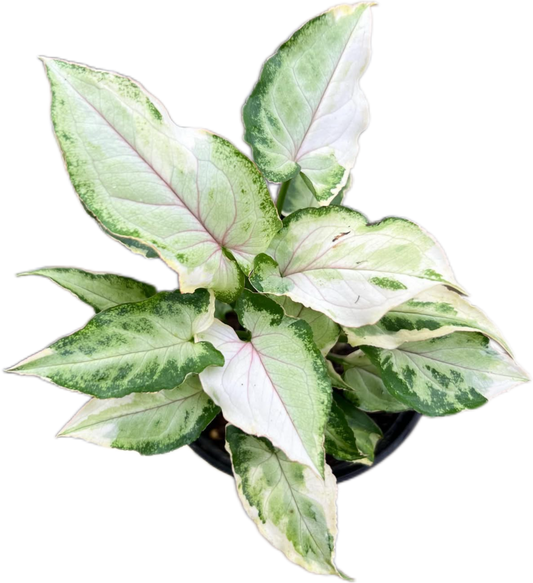 Syngonium White Princess Set of 10 Plants