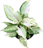 Syngonium White Princess Set of 10 Plants