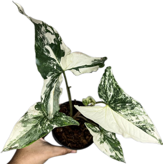 Syngonium Albo Variegated (Bundle Set of 10 Plants)