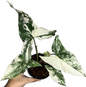 Syngonium Albo Variegated (Bundle Set of 10 Plants)