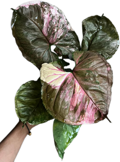 Syngonium Strawberry Ice (Bundle Set of 10 Plants)