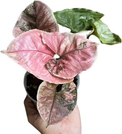 Syngonium Strawberry Ice (Bundle Set of 10 Plants)