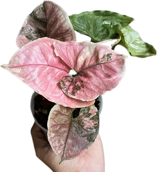 Syngonium Strawberry Ice (Bundle Set of 10 Plants)