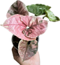 Syngonium Strawberry Ice (Bundle Set of 10 Plants)