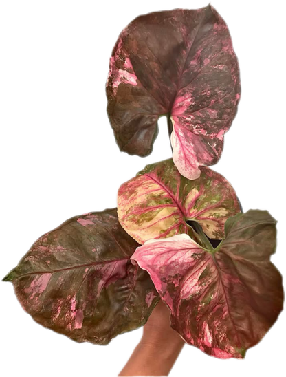 Syngonium Strawberry Ice (Bundle Set of 10 Plants)
