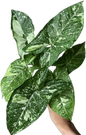 Syngonium Panda Galaxy Variegated (Bundle Set of 10 Plants)