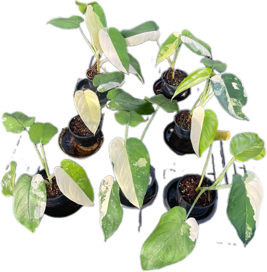 Syngonium Chiapense Variegated Wholesale Set of 10 Plants