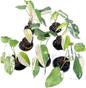 Syngonium Chiapense Variegated Wholesale Set of 10 Plants