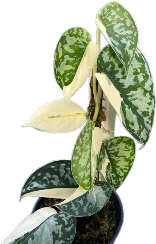 Scindapsus Mayari Variegated Set of 10 Plants