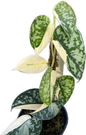 Scindapsus Mayari Variegated Set of 10 Plants
