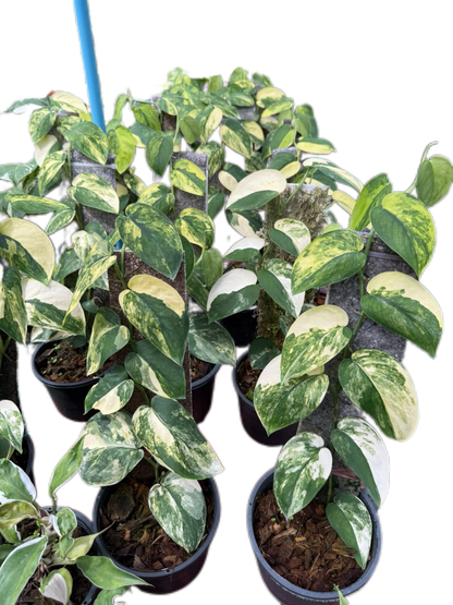 Scindapsus Jade Satin Marble Variegated Wholesale Set of 10 Plants