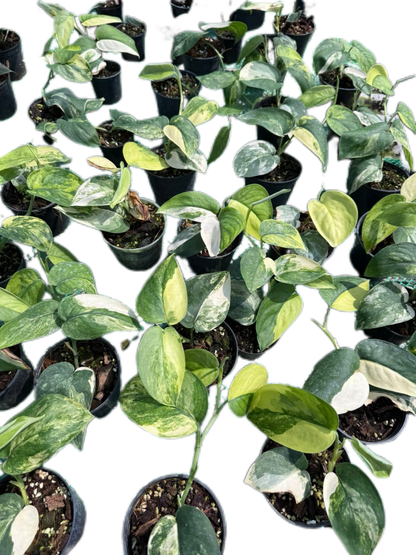Scindapsus Jade Satin Variegated Set of 10 Plants