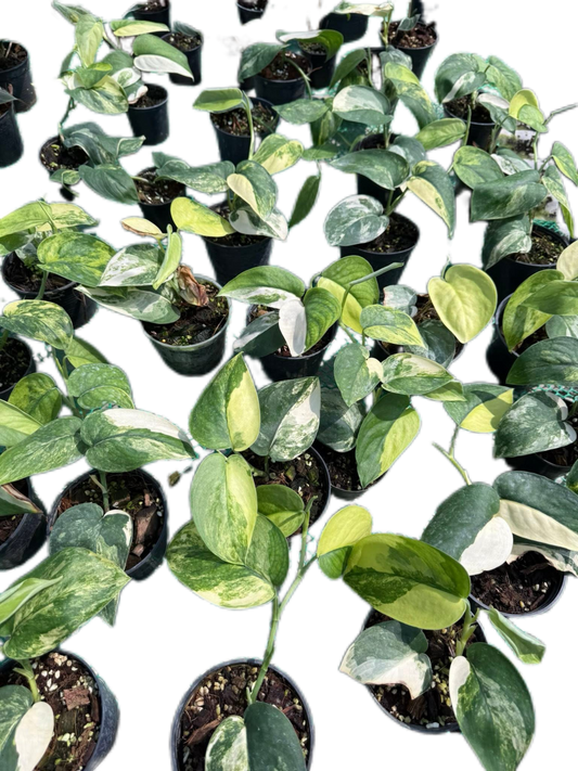 Scindapsus Jade Satin Variegated Set of 10 Plants