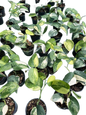 Scindapsus Jade Satin Variegated Set of 10 Plants